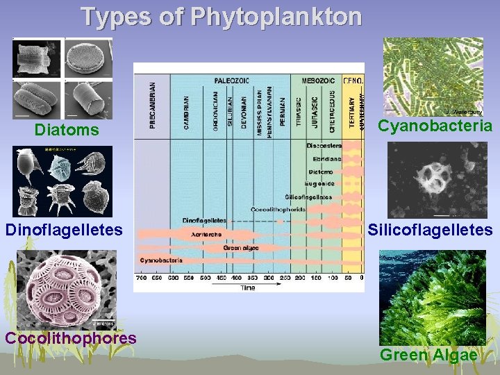 Types of Phytoplankton Diatoms Cyanobacteria Dinoflagelletes Silicoflagelletes Cocolithophores Green Algae 