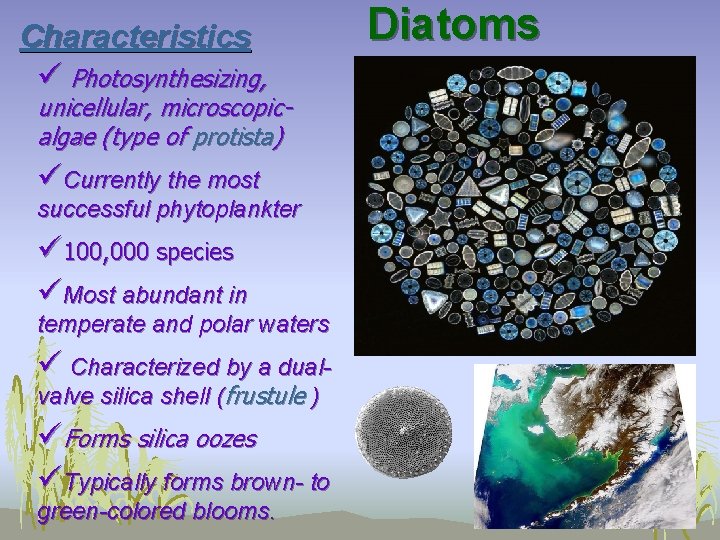 Characteristics ü Photosynthesizing, unicellular, microscopicalgae (type of protista) üCurrently the most successful phytoplankter ü