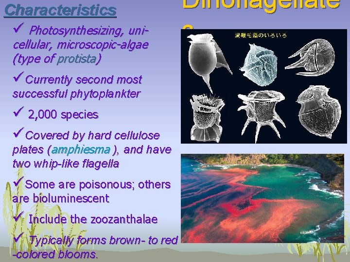 Characteristics ü Photosynthesizing, unicellular, microscopic-algae (type of protista) üCurrently second most successful phytoplankter ü