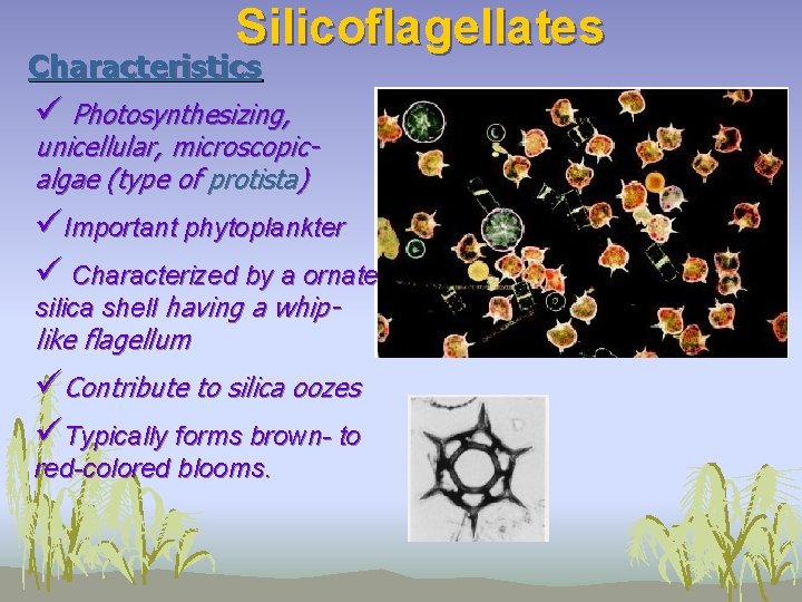 Silicoflagellates Characteristics ü Photosynthesizing, unicellular, microscopicalgae (type of protista) üImportant phytoplankter ü Characterized by