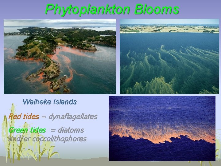 Phytoplankton Blooms Waiheke Islands Red tides = dynaflagellates Green tides = diatoms and/or coccolithophores