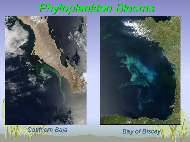 Phytoplankton Blooms Southern Baja Bay of Biscay 