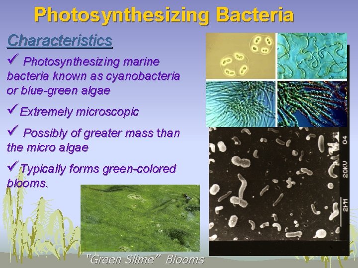 Photosynthesizing Bacteria Characteristics ü Photosynthesizing marine bacteria known as cyanobacteria or blue-green algae üExtremely