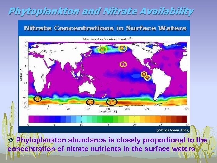 Phytoplankton and Nitrate Availability v Phytoplankton abundance is closely proportional to the concentration of