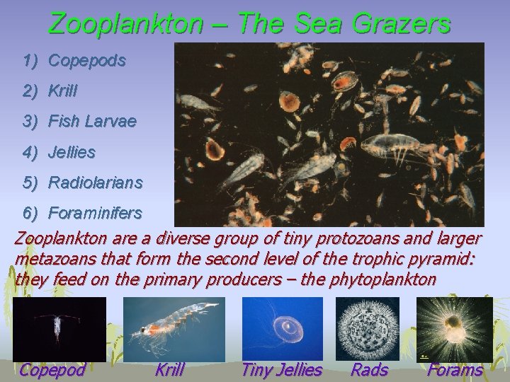 Zooplankton – The Sea Grazers 1) Copepods 2) Krill 3) Fish Larvae 4) Jellies