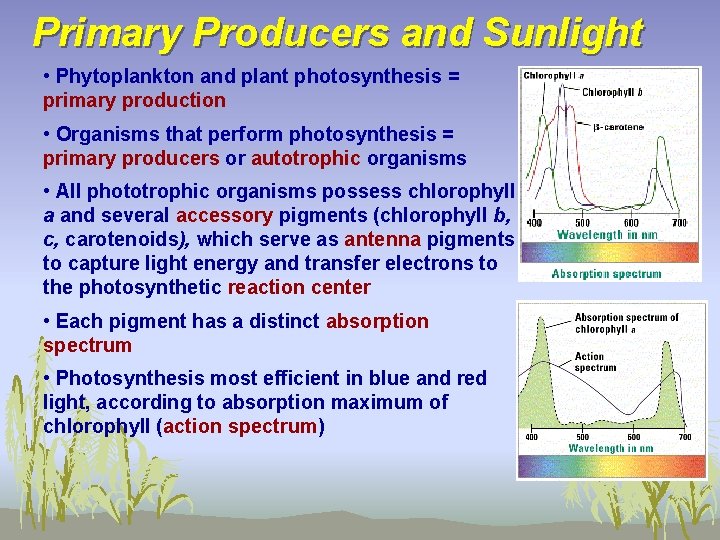 Primary Producers and Sunlight • Phytoplankton and plant photosynthesis = primary production • Organisms