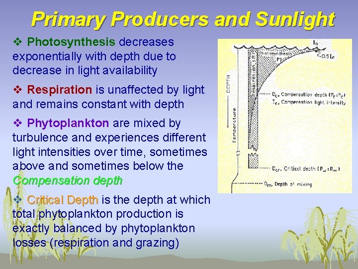 Primary Producers and Sunlight v Photosynthesis decreases exponentially with depth due to decrease in