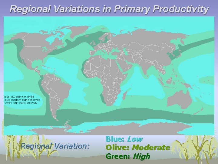 Regional Variations in Primary Productivity Regional Variation: Blue: Low Olive: Moderate Green: High 