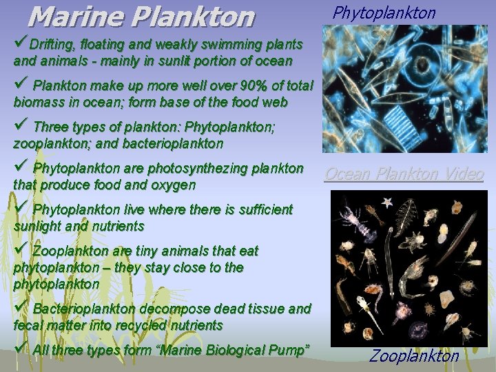 Marine Plankton Phytoplankton üDrifting, floating and weakly swimming plants and animals - mainly in