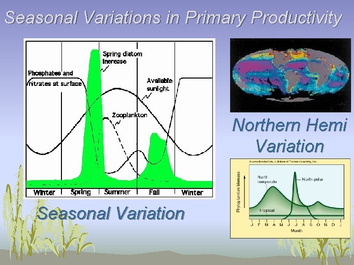 Seasonal Variations in Primary Productivity Northern Hemi Variation Seasonal Variation 