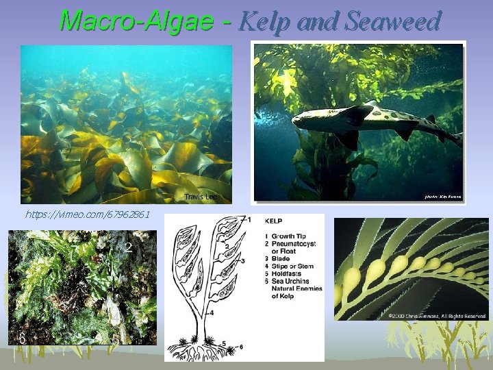 Macro-Algae - Kelp and Seaweed https: //vimeo. com/67962861 