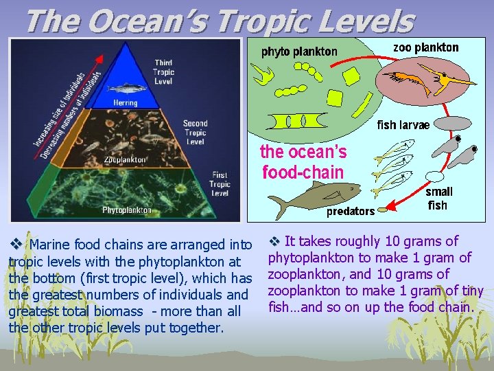 The Ocean’s Tropic Levels v Marine food chains are arranged into v It takes