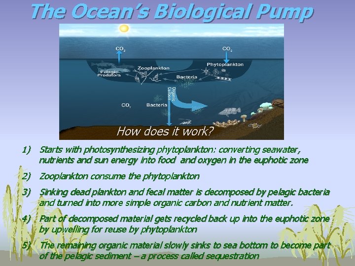 The Ocean’s Biological Pump How does it work? 1) Starts with photosynthesizing phytoplankton: converting