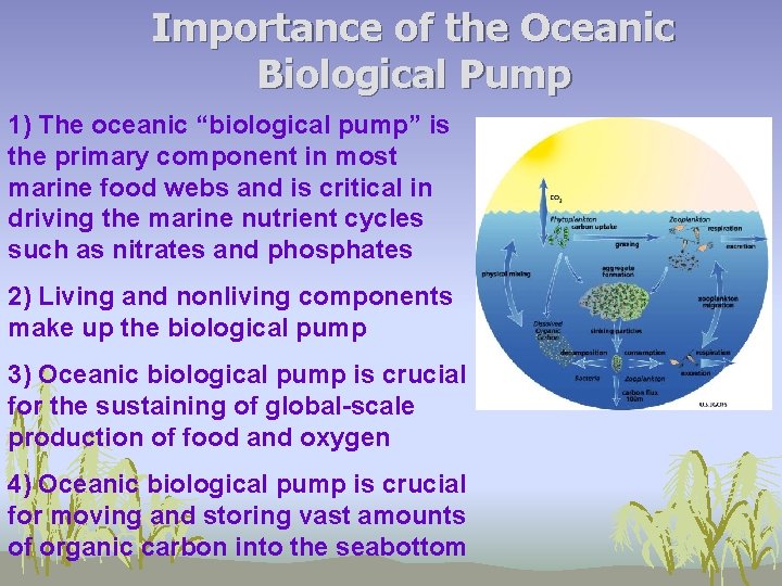 Importance of the Oceanic Biological Pump 1) The oceanic “biological pump” is the primary