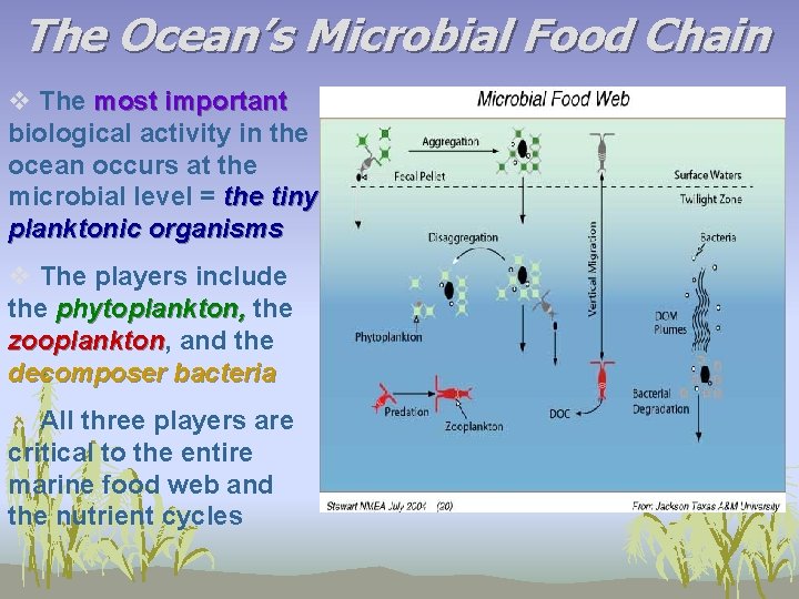 The Ocean’s Microbial Food Chain v The most important biological activity in the ocean