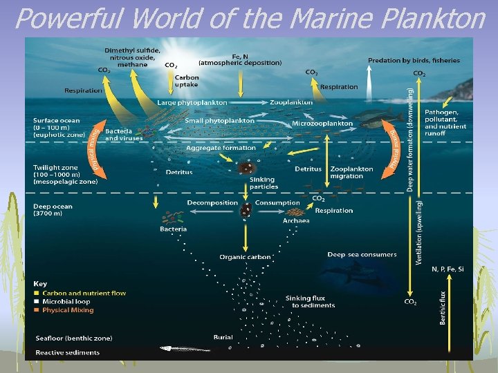 Powerful World of the Marine Plankton 