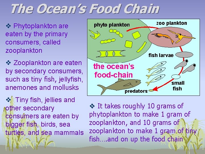 The Ocean’s Food Chain v Phytoplankton are eaten by the primary consumers, called zooplankton