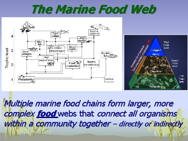 The Marine Food Web Multiple marine food chains form larger, more complex food webs