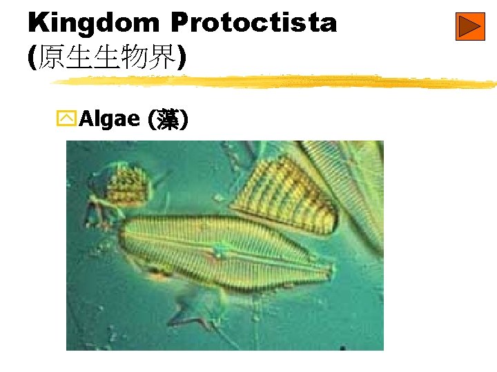 Kingdom Protoctista (原生生物界) y. Algae (藻) 