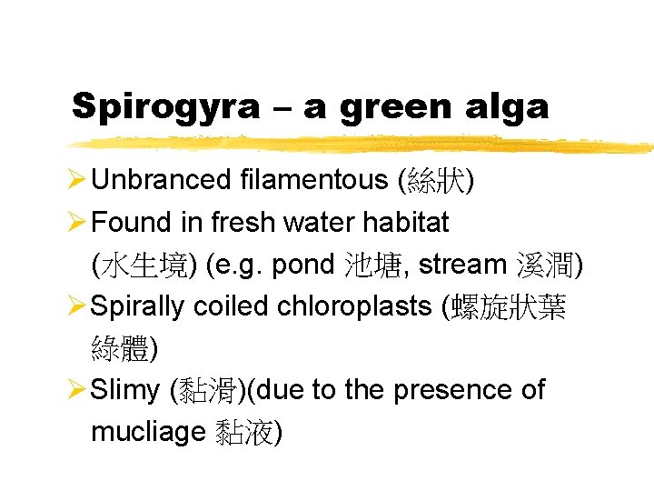 Spirogyra – a green alga ØUnbranced filamentous (絲狀) ØFound in fresh water habitat (水生境)