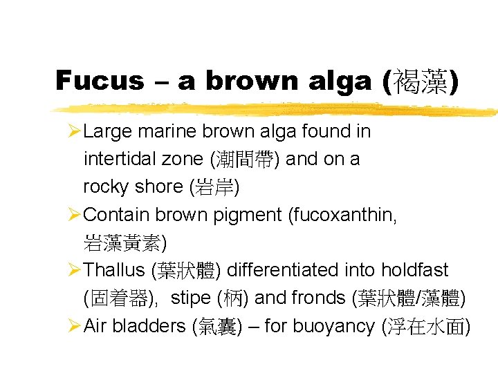 Fucus – a brown alga (褐藻) ØLarge marine brown alga found in intertidal zone