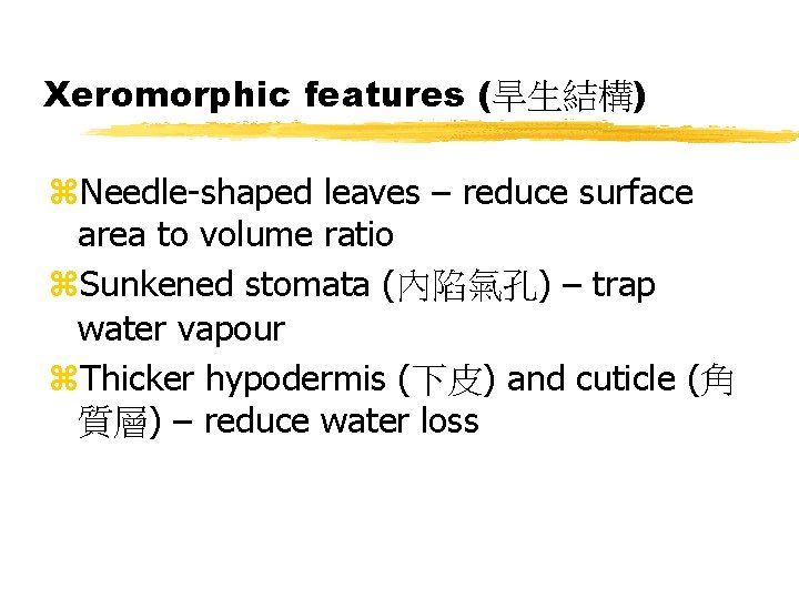 Xeromorphic features (旱生結構) z. Needle-shaped leaves – reduce surface area to volume ratio z.