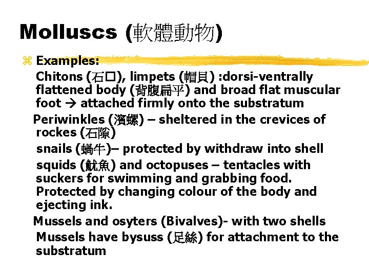 Molluscs (軟體動物) z Examples: Chitons (石�), limpets (帽貝) : dorsi-ventrally flattened body (背腹扁平) and