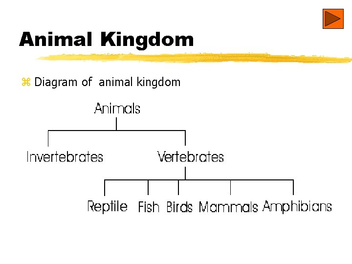 Animal Kingdom z Diagram of animal kingdom 