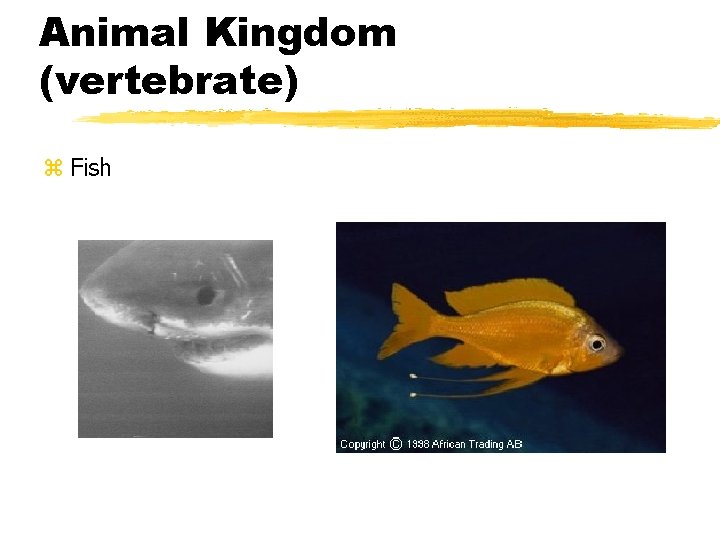 Animal Kingdom (vertebrate) z Fish 