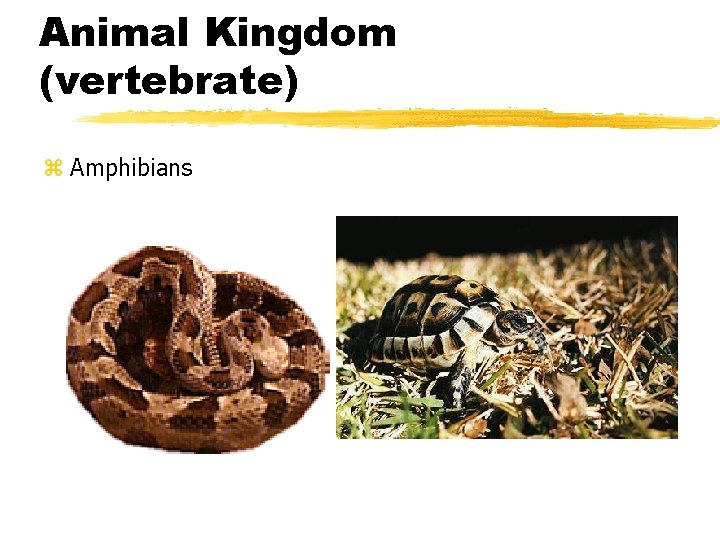 Animal Kingdom (vertebrate) z Amphibians 