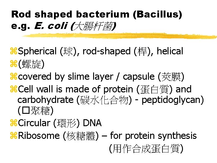 Rod shaped bacterium (Bacillus) e. g. E. coli (大腸杆菌) z. Spherical (球), rod-shaped (桿),