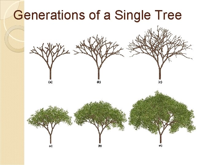 Generations of a Single Tree 