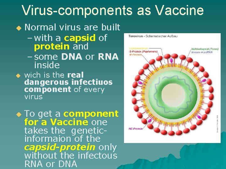 Virus-components as Vaccine u u u Normal virus are built – with a capsid