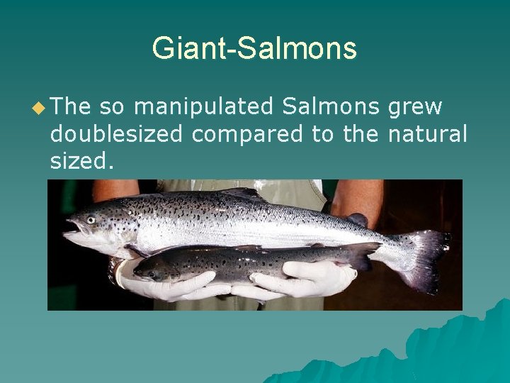 Giant-Salmons u The so manipulated Salmons grew doublesized compared to the natural sized. 