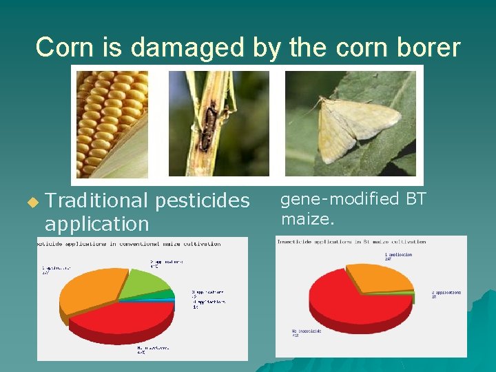 Corn is damaged by the corn borer u Traditional pesticides application gene-modified BT maize.