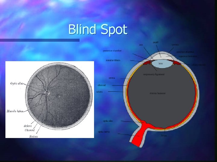 Blind Spot 