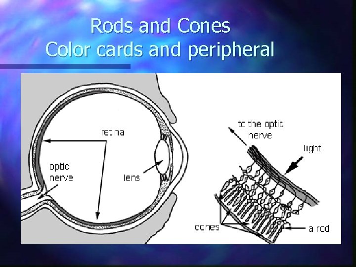 Rods and Cones Color cards and peripheral 