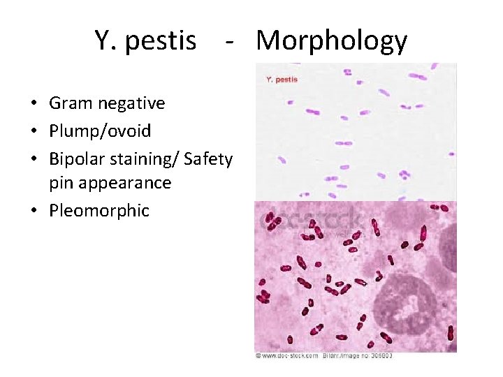 Y. pestis - Morphology • Gram negative • Plump/ovoid • Bipolar staining/ Safety pin