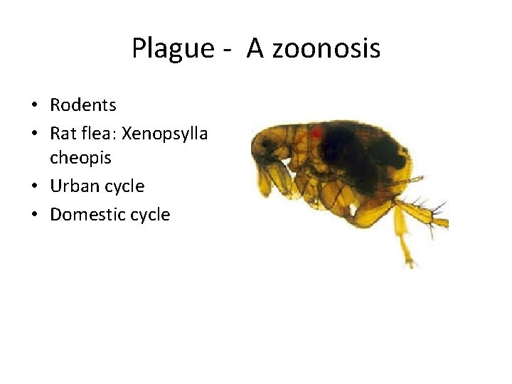 Plague - A zoonosis • Rodents • Rat flea: Xenopsylla cheopis • Urban cycle