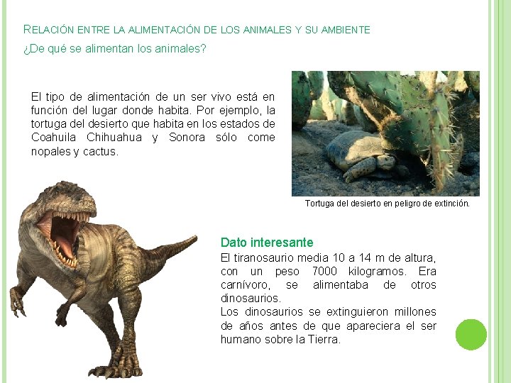 RELACIÓN ENTRE LA ALIMENTACIÓN DE LOS ANIMALES Y SU AMBIENTE ¿De qué se alimentan