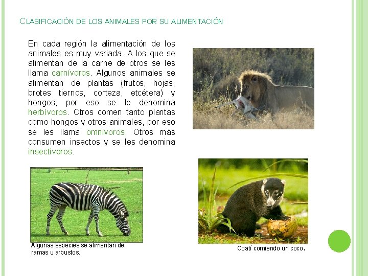 CLASIFICACIÓN DE LOS ANIMALES POR SU ALIMENTACIÓN En cada región la alimentación de los