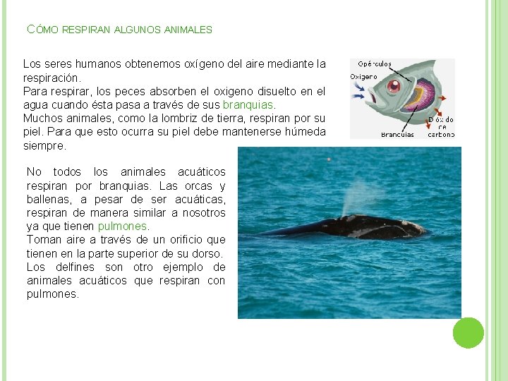 CÓMO RESPIRAN ALGUNOS ANIMALES Los seres humanos obtenemos oxígeno del aire mediante la respiración.