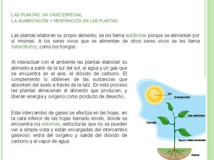 LAS PLANTAS: UN CASO ESPECIAL. LA ALIMENTACIÓN Y RESPIRACIÓN EN LAS PLANTAS. Las plantas