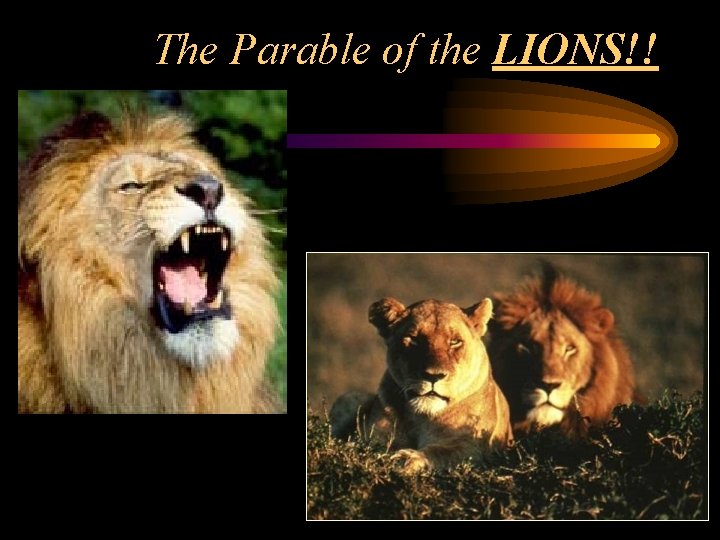 The Parable of the LIONS!! 