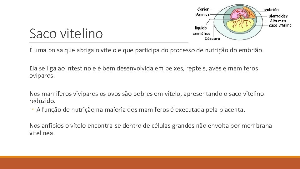 Saco vitelino É uma bolsa que abriga o vitelo e que participa do processo Saco vitelino É uma bolsa que abriga o vitelo e que participa do processo