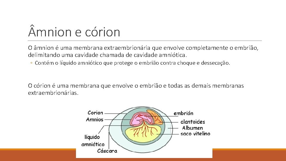 mnion e córion O âmnion é uma membrana extraembrionária que envolve completamente o mnion e córion O âmnion é uma membrana extraembrionária que envolve completamente o