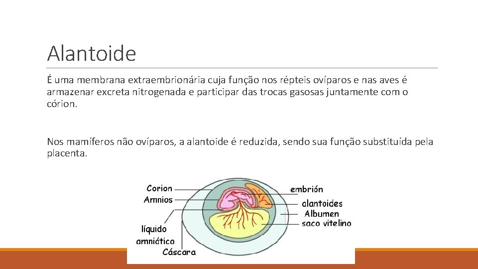 Alantoide É uma membrana extraembrionária cuja função nos répteis ovíparos e nas aves é Alantoide É uma membrana extraembrionária cuja função nos répteis ovíparos e nas aves é