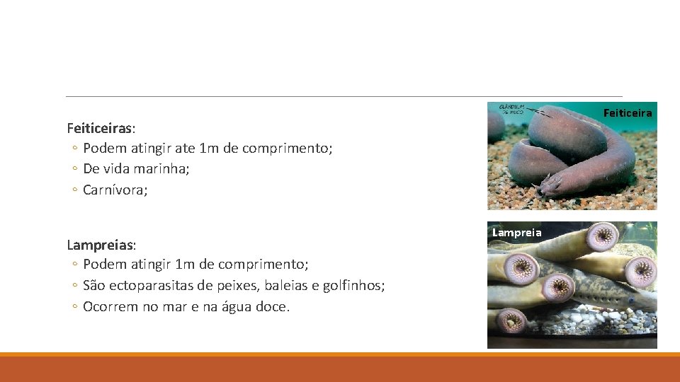 Feiticeiras: ◦ Podem atingir ate 1 m de comprimento; ◦ De vida marinha; ◦ Feiticeiras: ◦ Podem atingir ate 1 m de comprimento; ◦ De vida marinha; ◦