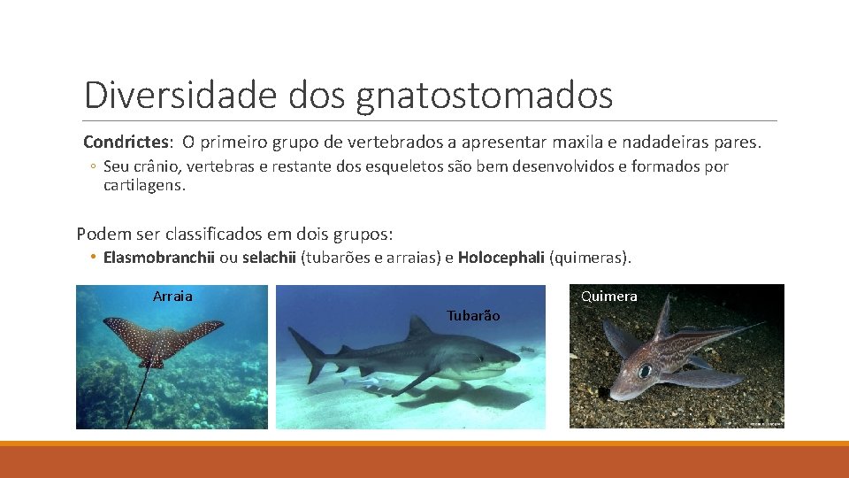 Diversidade dos gnatostomados Condrictes: O primeiro grupo de vertebrados a apresentar maxila e nadadeiras Diversidade dos gnatostomados Condrictes: O primeiro grupo de vertebrados a apresentar maxila e nadadeiras