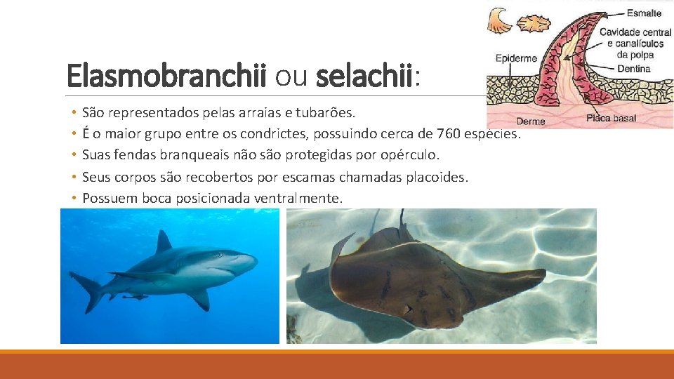 Elasmobranchii ou selachii: • São representados pelas arraias e tubarões. • É o maior Elasmobranchii ou selachii: • São representados pelas arraias e tubarões. • É o maior